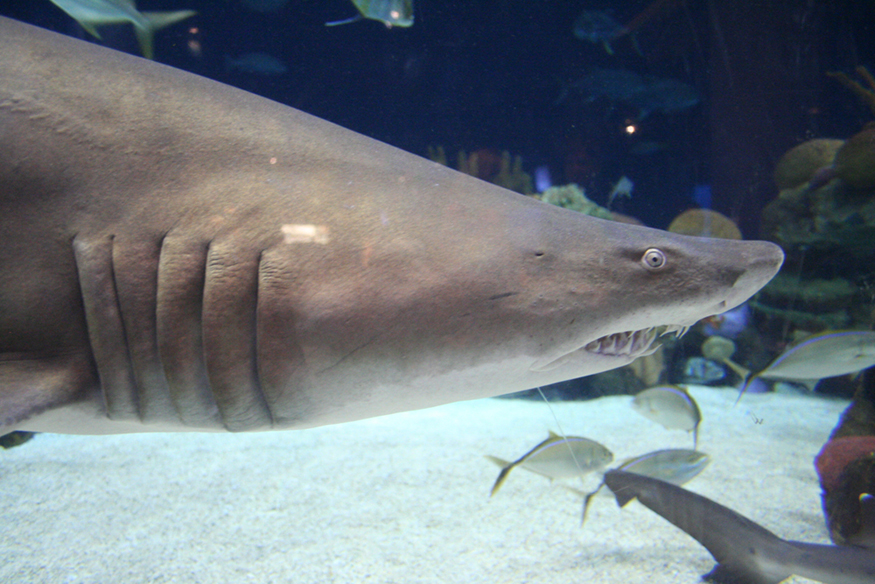 A photograph of a large gray tiger shark that swims along the bottom of a saltwater tank full of smaller fish at the Minnesota Zoo.