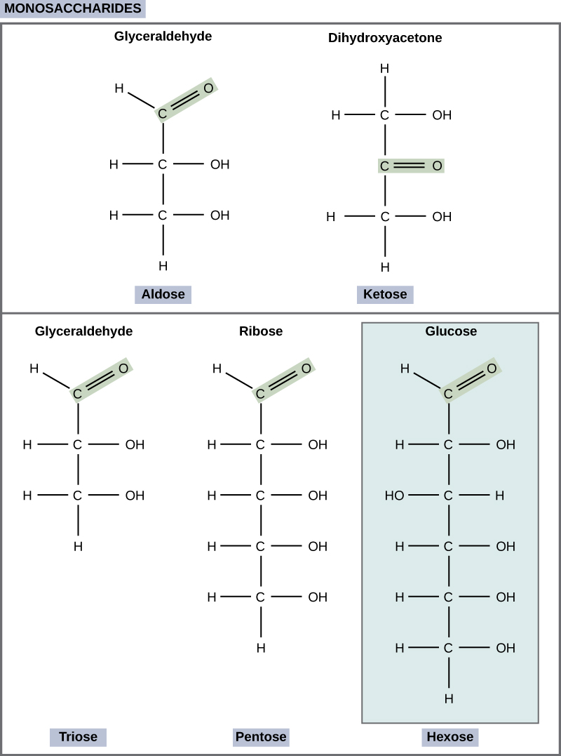 The molecular structures of glyceraldehyde, an aldose, and dihydroxyacetone, a ketose, are shown. Both sugars have a three-carbon backbone. Glyceraldehyde has a carbonyl group (c double bonded to O) at one end of the carbon chain with hydroxyl (OH) groups attached to the other carbons. Dihydroxyacetone has a carbonyl group in the middle of the chain and alcohol groups at each end. The molecular structures of linear forms of ribose, a pentose, and glucose, a hexose, are also shown. Both ribose and glucose are aldoses with a carbonyl group at the end of chain,and hydroxyl groups attached to the other carbons.