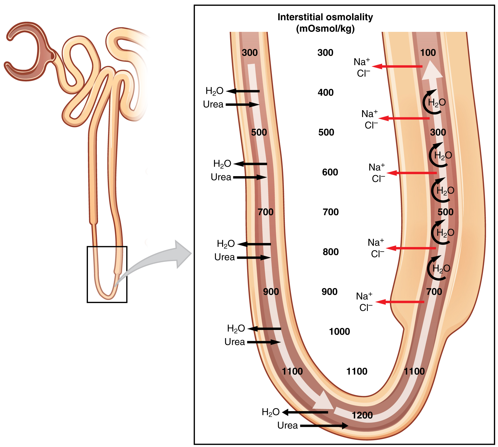 The left panel of this image shows the location of the loop of Henle. The right panel shows the interstitial osmolality and the exchange of sodium and chloride ions, as well as water and urea.