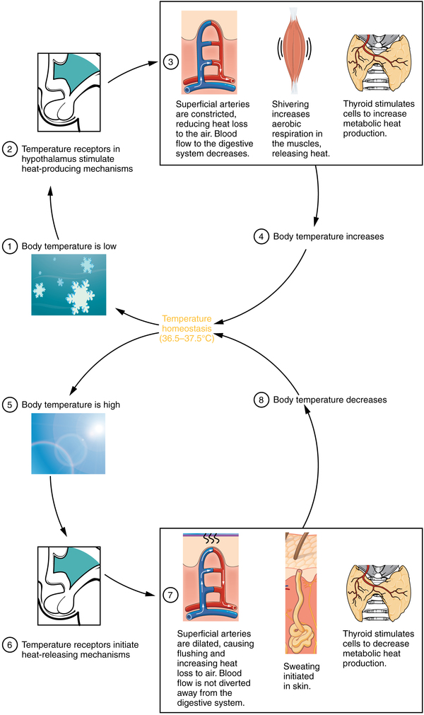 2.1 Energy and heat balance, Thermoregulation, By OpenStax | Jobilize