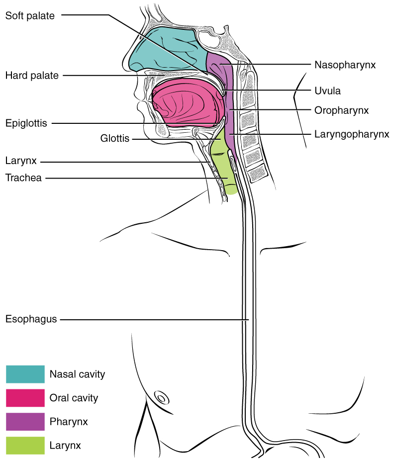 This diagram shows the cross-section of a human face and highlights the location of the pharynx, which runs from the nostrils to the esophagus and the larynx.