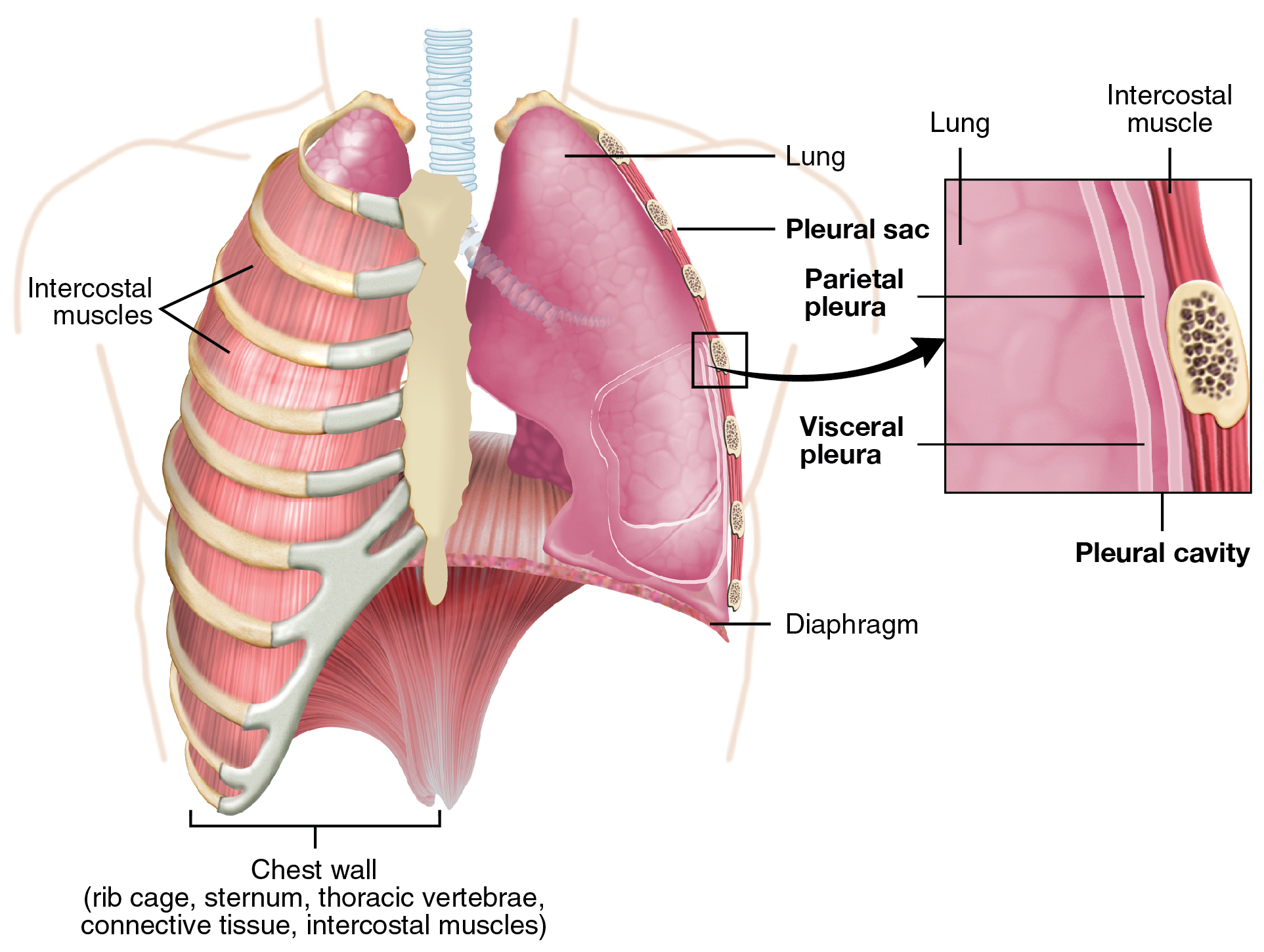 This figure shows the lungs and the chest wall, which protects the lungs, in the left panel. In the right panel, a magnified image shows the pleural cavity and a pleural sac.