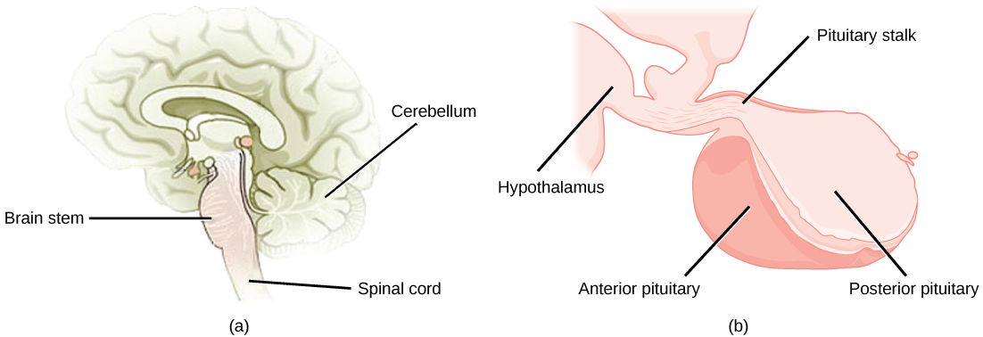 The pituitary gland sits at the base of the brain, just above the brain stem. It is lobe-shaped and hangs down from the hypothalamus, to which it is connected to via a narrow stalk. The anterior part of the pituitary is toward the front, and the posterior end is toward the back.