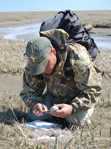 This photo shows a scientist in a field, measuring the length of an egg.