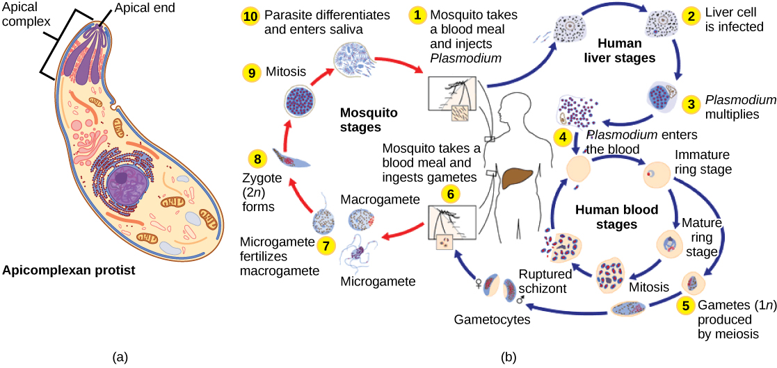 Illustration A shows an oval cell that has a narrow end and a wide end. The apical complex is located at the narrow end. The three branches of this complex narrow and join at the apical, or narrow, end of the cell. Illustration b shows the life cycle of Plasmodium, which causes malaria. The plasmodium life cycle begins when a mosquito takes a blood meal and injects Plasmodium into the bloodstream. The Plasmodium enters the liver where it multiplies, and eventually reenters the blood. In the blood it enters the ring stage, so called because the cell is curled into a ring shape. The Ring stage may multiply by mitosis or it may undergo meiosis, forming new 1n gametes of male or female sex types. When a mosquito takes a blood meal from an infected host the gametes are ingested. A smaller gamete sex type, called a microgamete, fertilizes a larger sex type, called a macrogamete, producting a 2n zygote. The zygote undergoes mitosis and differentiation. It enters the saliva where it can be injected into another host, completing the cycle.