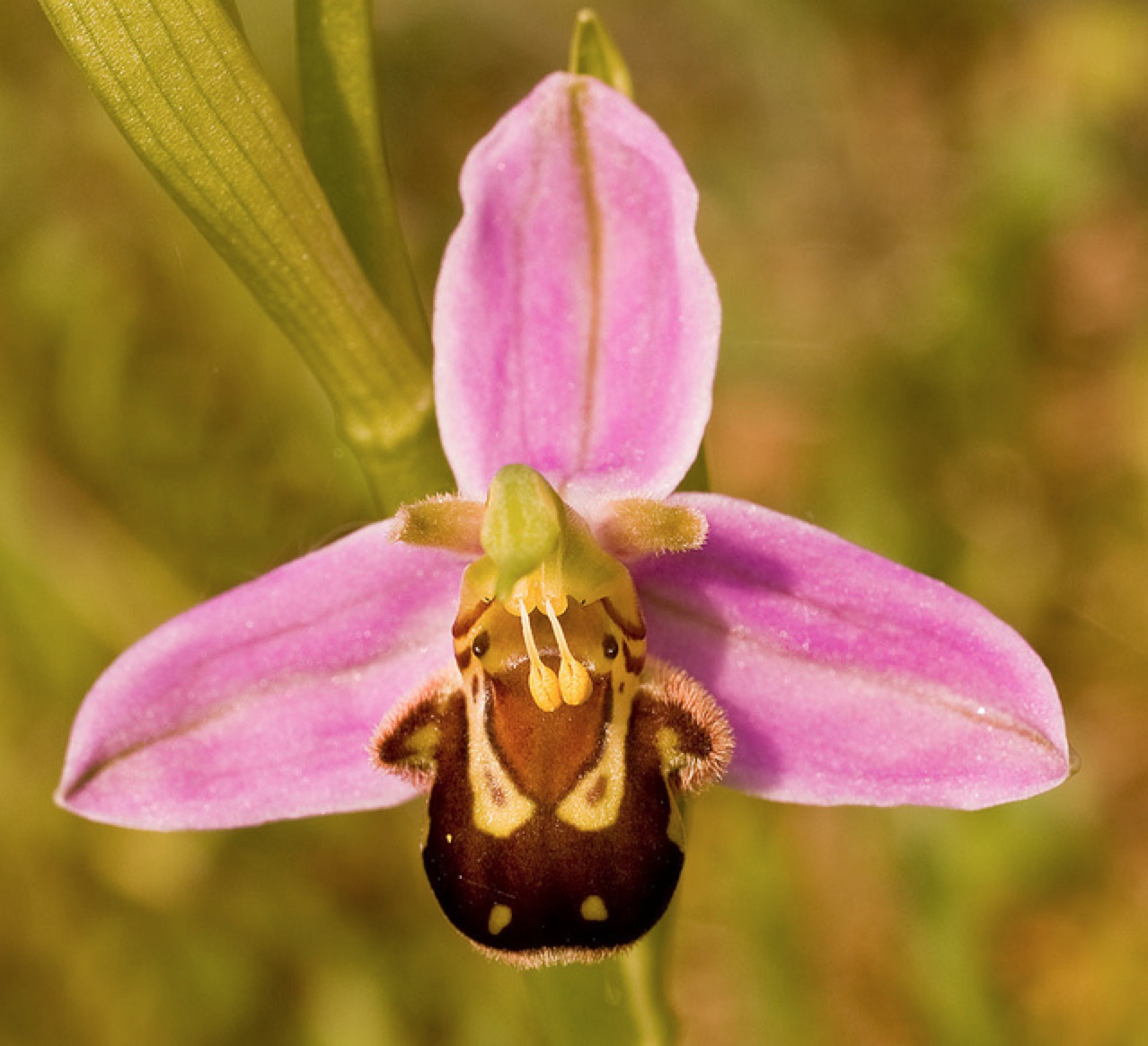  Photos depict an orchid with a bright yellow center and white petals.