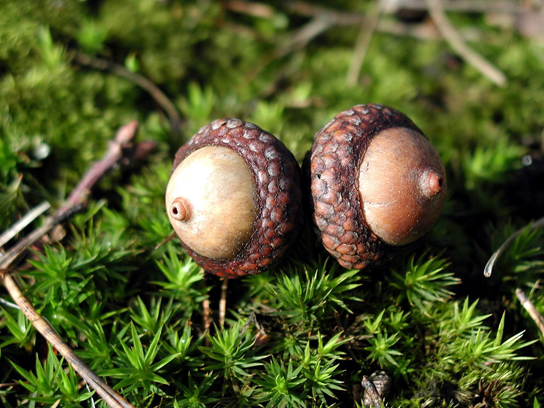  Part c shows two acorns.