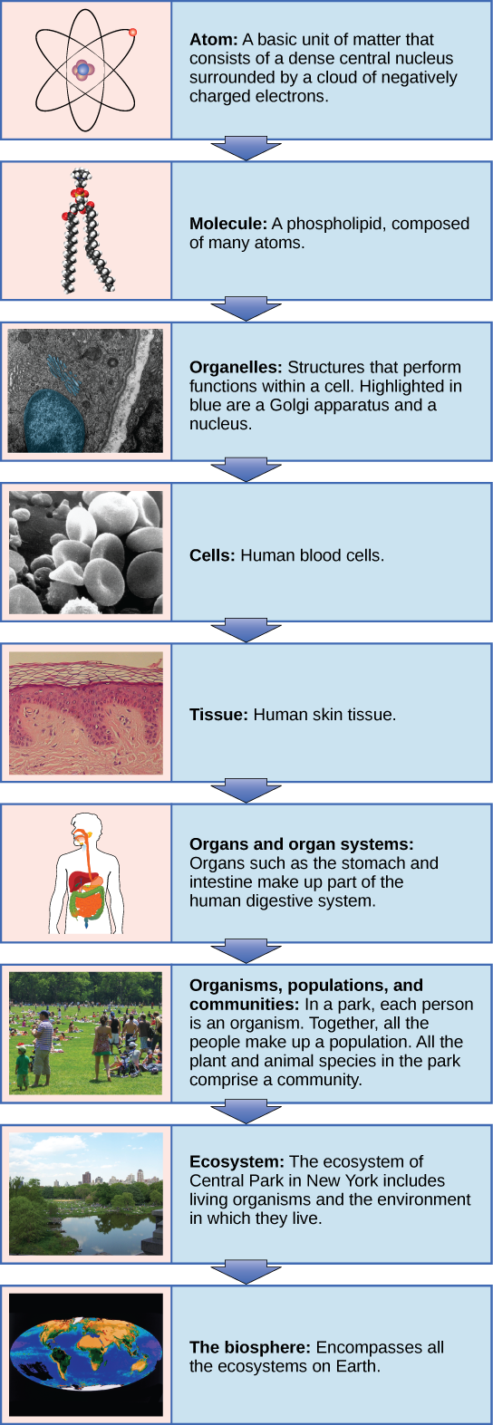 A flow chart shows the hierarchy of living organisms. From smallest to largest, this hierarchy includes: 1 An atom, with protons, neutrons and electrons. 2 Molecules such as the phospholipid shown, made up of atoms. 3 Organelles, such as Golgi apparatus and nuclei, that exist inside cells. 4 Cells, such as a red blood cell. 5 Tissues, such as human skin tissue. 6 Organs such as the stomach and intestine make up the human digestive system, an example of an organ system. 7 Organisms, populations and communities. In a park, each person is an organism. Together, all the people make up a population. All the plant and animal species in the park comprise a community. 8 Ecosystems: The ecosystem of Central Park in New York includes living organisms and the environment in which they live. 9 The biosphere: encompasses all the ecosystems on Earth.