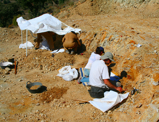 Photo depicts scientists digging fossils out of the dirt.                     