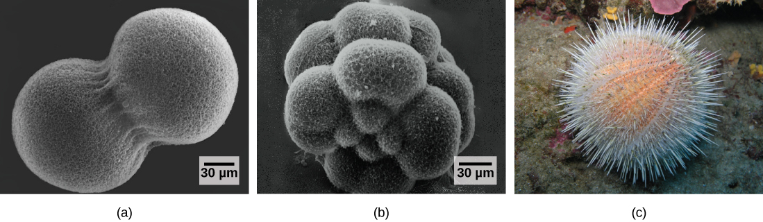 Image A shows two conjoined cells forming a dumbbell shape; the fertilization envelope has been removed so that the mesh-like outer layer can be seen. Image B shows the sea urchin embryo when it has divided into 16 conjoined cells; the overall shape is rounder than in image A. Image C shows a “water melon” sea urchin which appears as a peach-colored ball covered in white protruding spines.