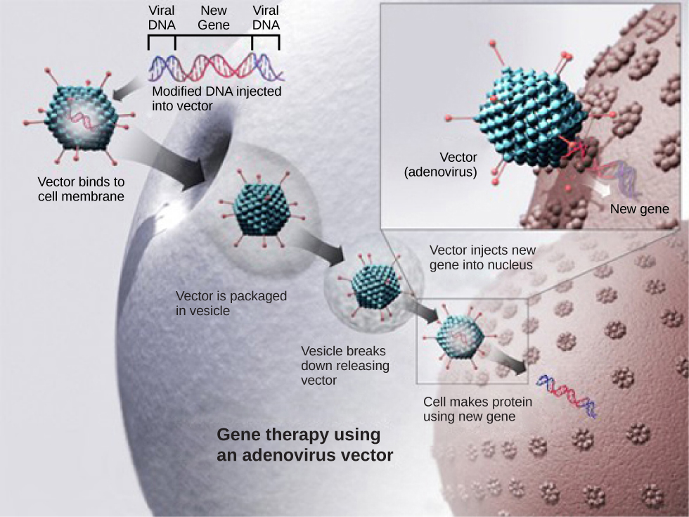 An illustration showing a virus containing viral DNA combined with a healthy non-mutated gene. The virus enters the targeted call and injects the non-mutated gene into the target cell nucleus.