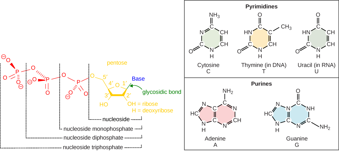 Illustration depicts the structure of a nucleoside, which is made up of a pentose with a nitrogenous base attached at the 1' position. There are two kinds of nitrogenous bases: pyrimidines, which have one six-membered ring, and purines, which have a six-membered ring fused to a five-membered ring. Cytosine, thymine, and uracil are pyrimidines, and adenine and guanine are purines. A nucleoside with a phosphate attached at the 5' position is called a mononucleotide. A nucleoside with two or three phosphates attached is called a nucleotide diphosphate or nucleotide triphosphate, respectively.