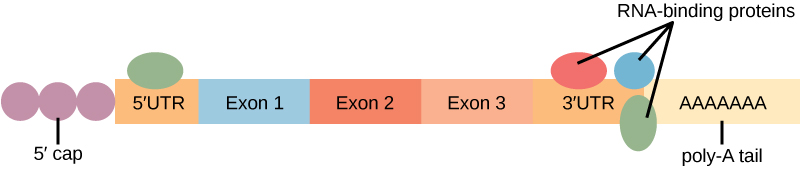 In the mature RNA molecule, exons are spliced together between the 5' and 3' untranslated regions. A 5' cap is attached to the 5' untranslated region, and a poly-A tail is attached to the 3' untranslated region. RNA-binding proteins associate with the 5' and 3' untranslated regions.