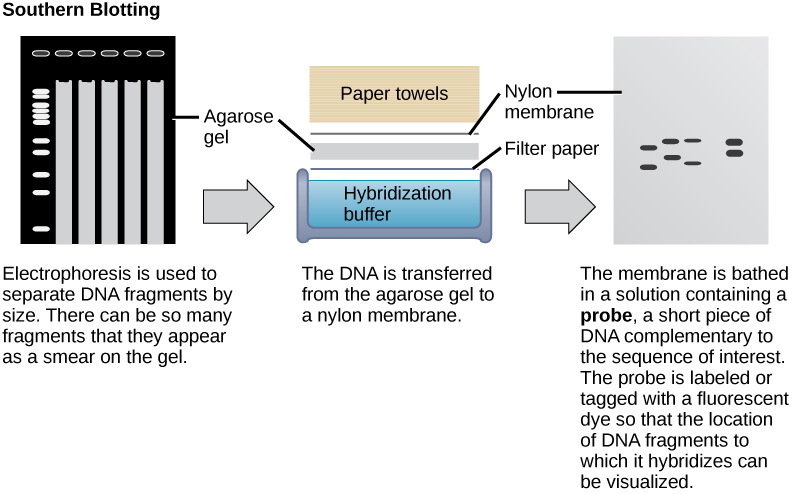 In Southern blotting, DNA is separated on the basis of size by agarose gel electrophoresis. The fragments run through the gel from top to bottom. In the gel shown in this figure, there are so many DNA fragments they appear as a smear in each lane.  The DNA from the gel is transferred to a nylon membrane. To do so, the gel is sandwiched between filter paper and the membrane and placed in hybridization buffer. Paper towels above the gel wick up the moisture and assist in the transfer. The nylon membrane is then incubated with a radioactively or fluorescently labeled probe that is complementary to the sequence of interest. Discrete bands appear where the sequence of interest is located.