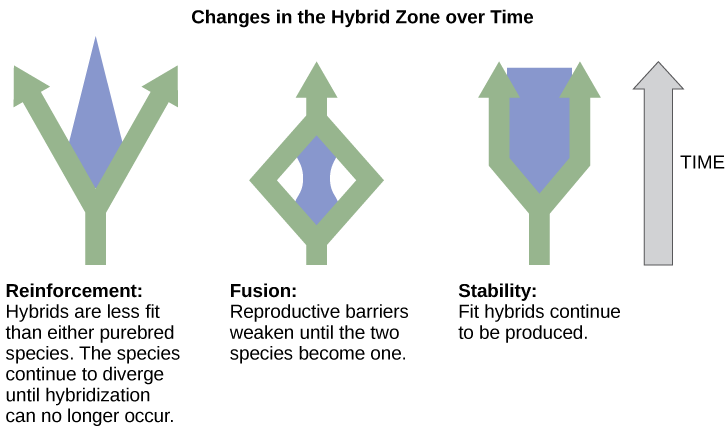   Three different possible changes in the hybrid zone may occur over time. The first possible change, reinforcement, results when hybrids are less fit than either purebred species. Like a fork in the road, the species continue to diverge until hybridization no longer occurs. The second possible change, fusion, results when reproductive barriers weaken until two species become one. In this scenario species initially diverge, but then join together. In the third scenario, stability, fit hybrids continue to be produced at a steady rate.