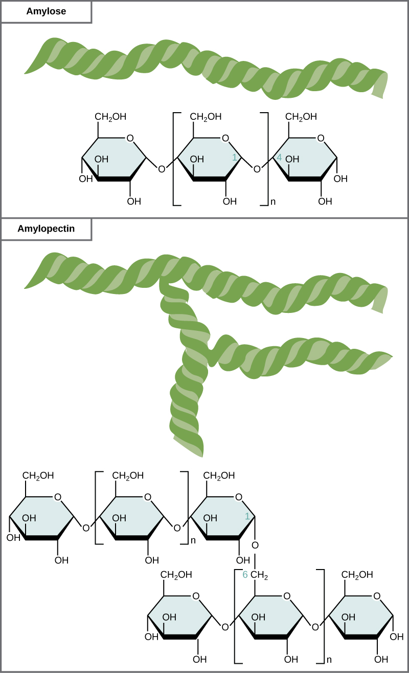 The chemical structures of amylose and amylopectin are shown. Amylose consists of unbranched chains of glucose subunits, and amylopectin consists of branched chains of glucose subunits.