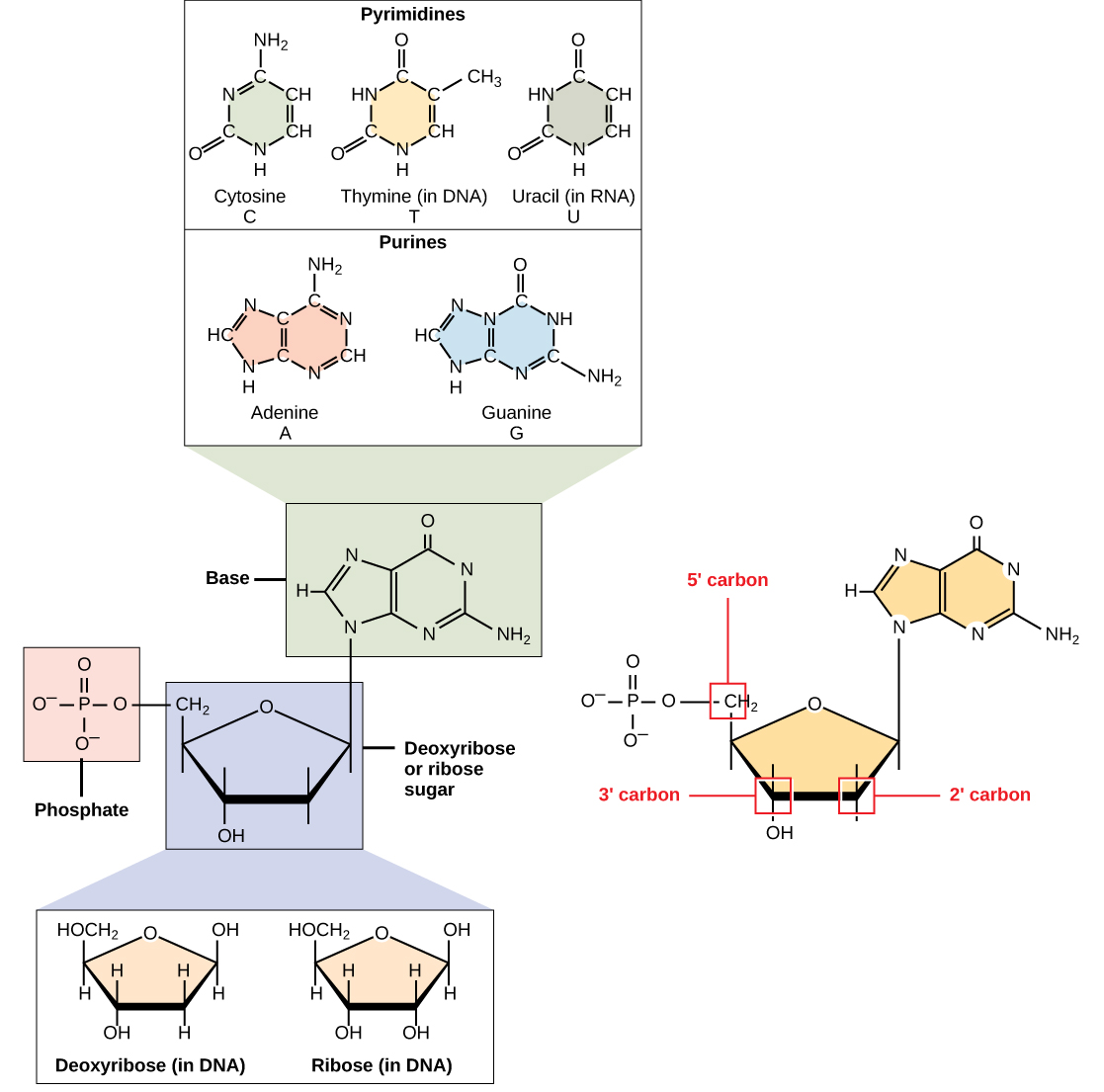 The molecular structure of a nucleotide is shown. The core of the nucleotide is a pentose whose carbon residues are numbered one prime through five prime. The base is attached to the one prime carbon, and the phosphate is attached to the five prime carbon. Two kinds of pentose are found in nucleotides: ribose and deoxyribose. Deoxyribose has an H instead of OH at the two prime position. Five kinds of base are found in nucleotides. Two of these, adenine and guanine, are purine bases with two rings fused together. The other three, cytosine, thymine and uracil, have one six-membered ring.