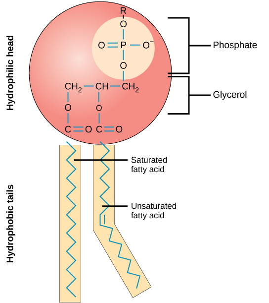 The molecular structure of a phospholipid is shown. It consists of two fatty acids attached to the first and second carbons in glycerol, and a phosphate group attached to the third position. The phosphate group may be further modified by addition of another molecule to one of its oxygens. Two molecules that may modify the phosphate group, choline and serine, are shown. Choline consists of a two-carbon chain with a hydroxy group attached to one end and a nitrogen attached to the other. The nitrogen, in turn, has three methyl groups attached to it and has a charge of plus one. Serine consists of a two-carbon chain with a hydroxyl group attached to one end. An amino group and a carboxyl group are attached to the other end.