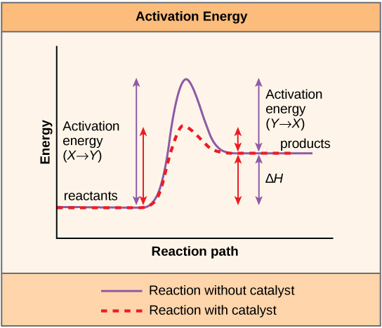 This plot shows that a catalyst decreases the activation energy for a reaction but does not change the Gibbs free energy.