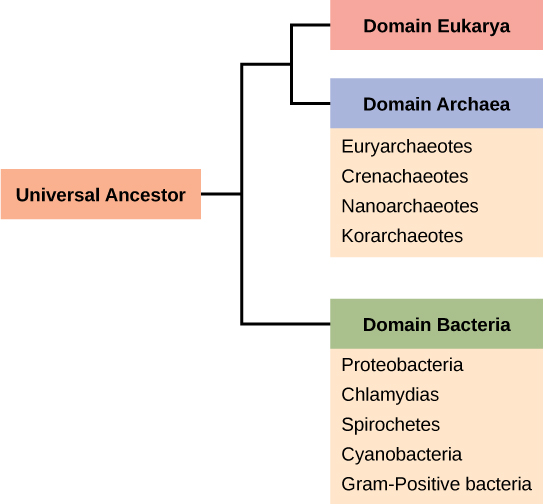  The trunk of the phylogenetic tree is a universal ancestor. The tree forms two branches. One branch leads to the domain bacteria, which includes the phyla proteobacteria, chlamydias, spirochetes, cyanobacteria, and Gram-positive bacteria. The other branch branches again, into the eukarya and archaea domains. Domain archaea includes the phyla euryarchaeotes, crenarchaeotes, nanoarchaeotes, and korarchaeotea.