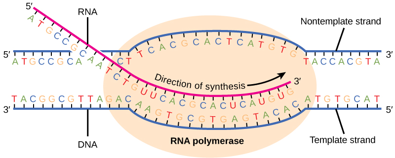 Illustration shows RNA synthesis by RNA polymerase. The RNA strand is synthesized in the 5' to 3' direction.