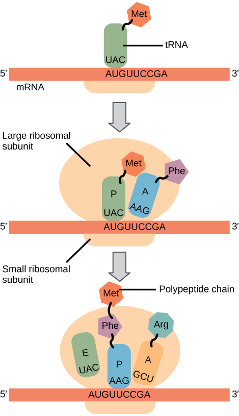 Illustration shows the steps of protein synthesis. First, the initiator tRNA recognizes the sequence AUG on an mRNA that is associated with the small ribosomal subunit. The large subunit then joins the complex. Next, a second tRNA is recruited at the A site. A peptide bond is formed between the first amino acid, which is at the P site, and the second amino acid, which is at the A site. The mRNA then shifts and the first tRNA is moved to the E site, where it dissociates from the ribosome. Another tRNA binds at the A site, and the process is repeated. 