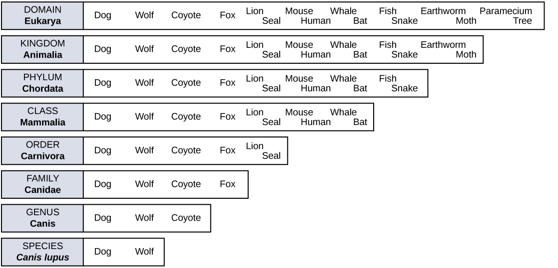 Human Classification Chart