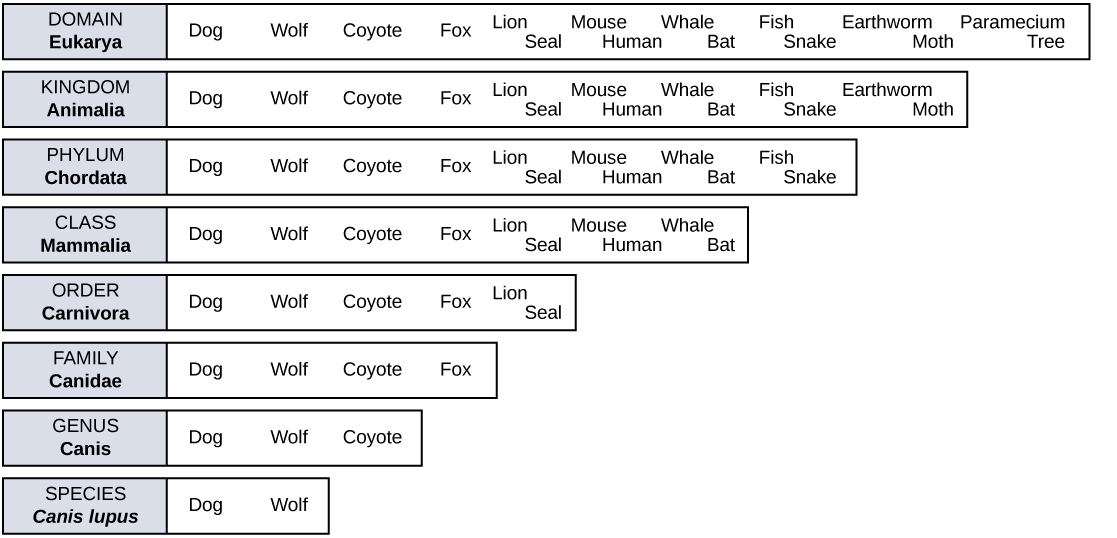 Dog Scientific Classification Chart