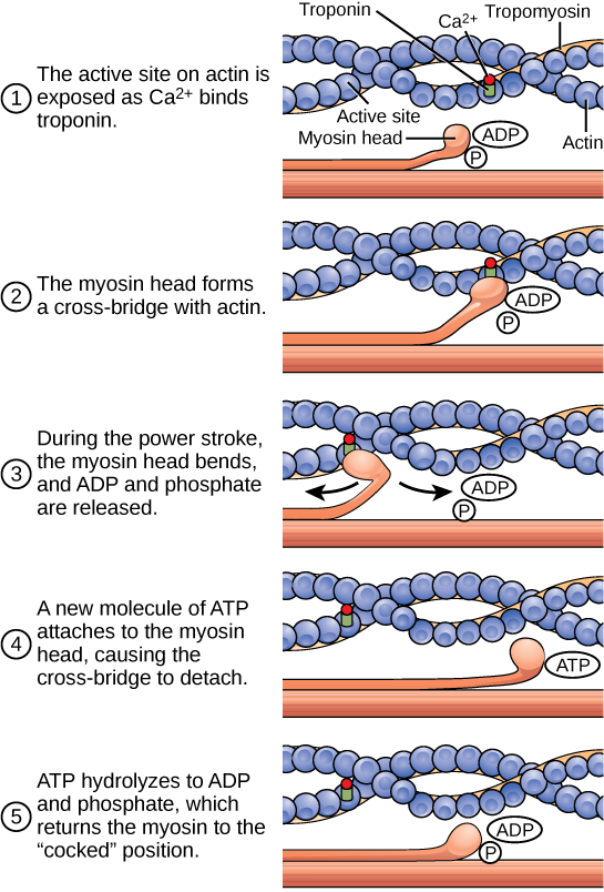 Illustration shows two actin filaments coiled with tropomyosin in a helix, sitting beside a myosin filament. Each actin filament is made of round actin subunits linked in a chain. A bulbous myosin head with ADP and Pi attached sticks up from the myosin filament. The contraction cycle begins when calcium binds to the actin filament, allowing the myosin head to from a cross-bridge. During the power stroke, the myosin head bends and ADP and phosphate are released. As a result, the actin filament moves relative to the myosin filament. A new molecule of ATP binds to the myosin head, causing it to detach. The ATP hydrolyzes to ADP and Pi, returning the myosin head to the cocked position.