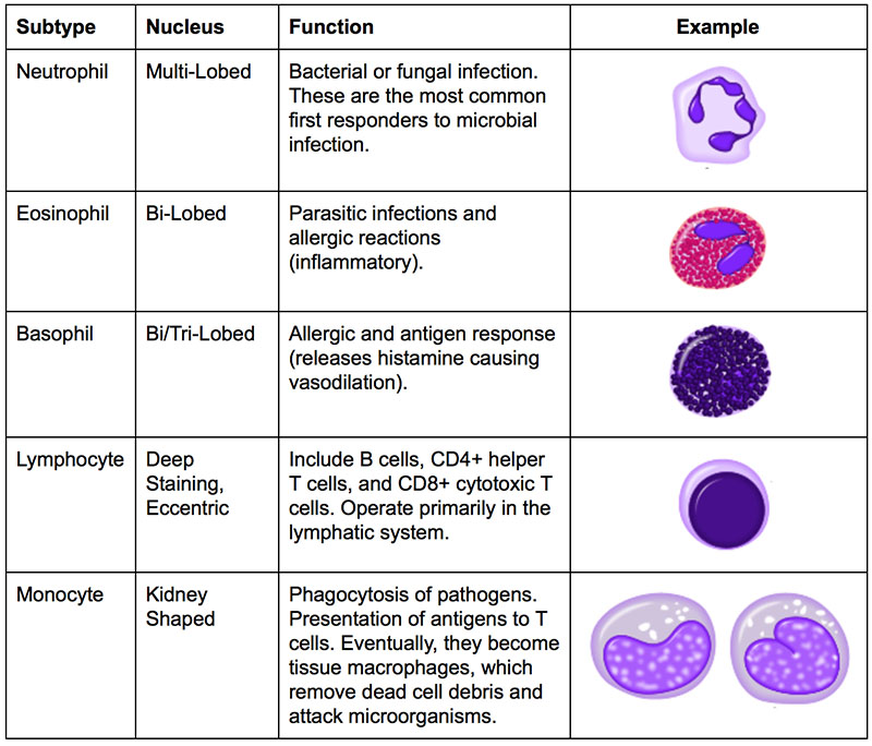 Importance Of White Blood Cell Count By Openstax Jobilize