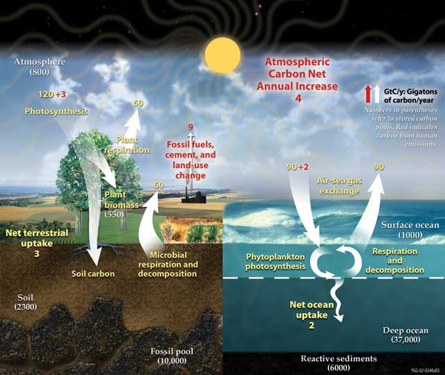 The Carbon Cycle