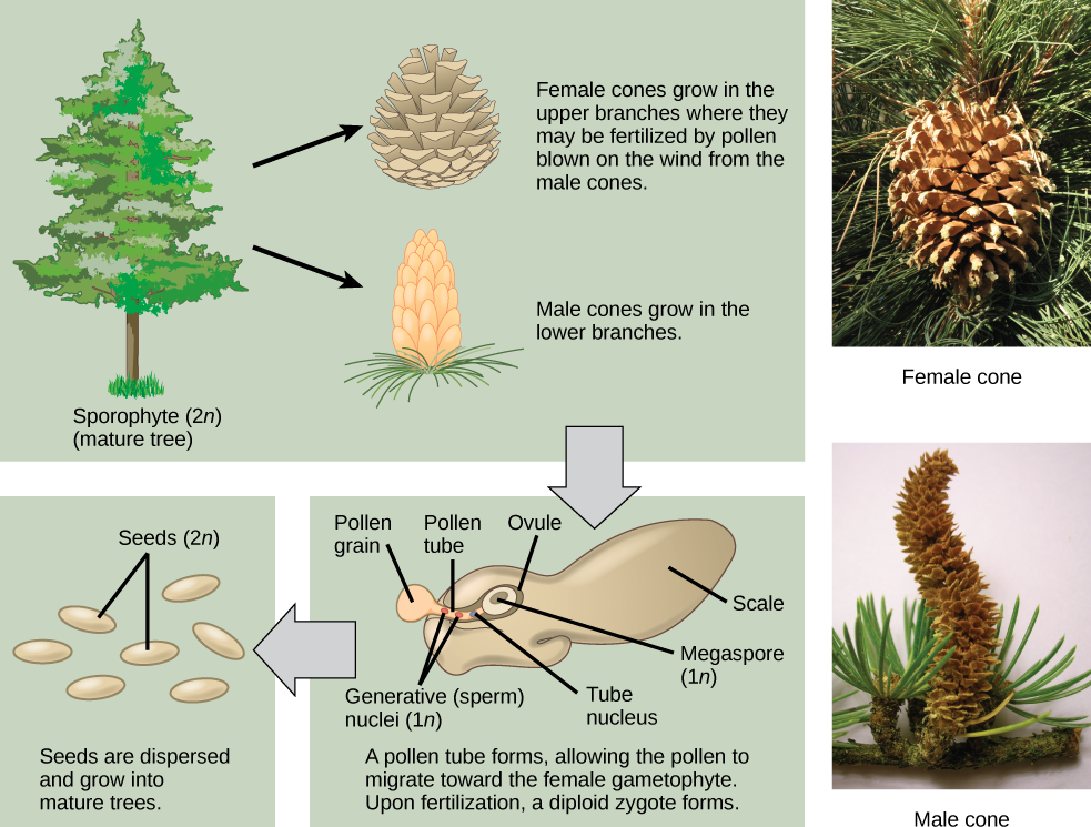  The conifer life cycle begins with a mature tree, which is called a sporophyte and is diploid (2n). The tree produces male cones in the lower branches, and female cones in the upper branches. The male cones produce pollen grains that contain two generative (sperm) nuclei and a tube nucleus. When the pollen lands on a female scale, a pollen tube grows toward the female gametophyte, which consists of an ovule containing the megaspore. Upon fertilization, a diploid zygote forms. The resulting seeds are dispersed, and grow into a mature tree, ending the cycle. Both the male and female cone are made up of rows of scales, but the male the female cone is round and wide, and the male cone is long and thin with thinner scales.