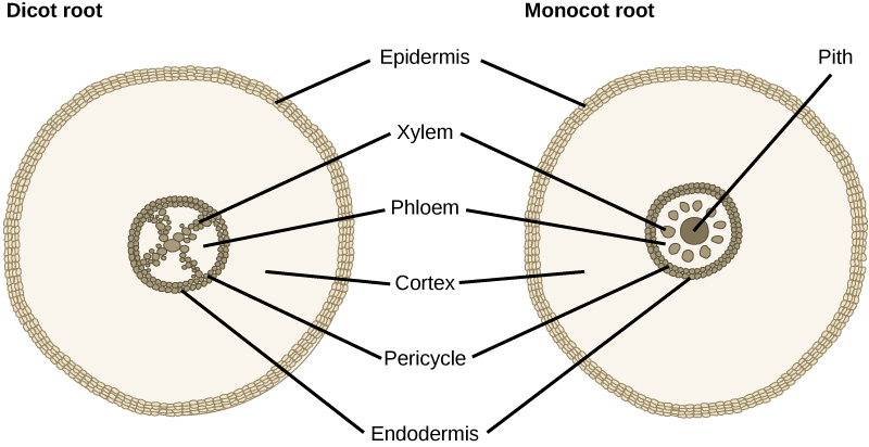  The cross section of a dicot root has an X-shaped structure at its center. The X is made up of many xylem cells. Phloem cells fill the space between the X. A ring of cells called the pericycle surrounds the xylem and phloem. The outer edge of the pericycle is called the endodermis. A thick layer of cortex tissue surrounds the pericycle. The cortex is enclosed in a layer of cells called the epidermis. The monocot root is similar to a dicot root, but the center of the root is filled with pith. The phloem cells form a ring around the pith. Round clusters of xylem cells are embedded in the phloem, symmetrically arranged around the central pith. The outer pericycle, endodermis, cortex and epidermis are the same in the dicot root.