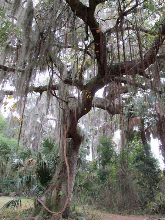 Photo shows long, thin brown leaves of Spanish moss hanging down from the branches of a large oak tree.