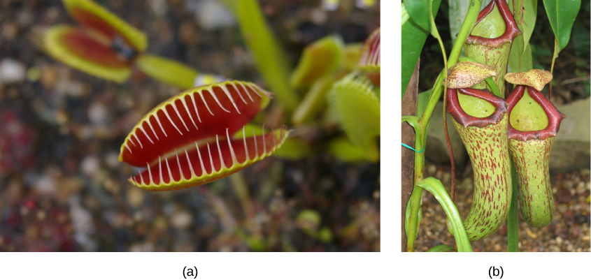  Left photo shows modified leaves of a Venus flytrap. The two leaves resemble the upper and lower part of the mouth, and are red on the interior. Hair-like appendages, like teeth, frame each modified leaf, so that when the leaves close, the insect will be trapped. Right photo shows three modified leaves of the pitcher plant, which are green tubes with red specks and have a red rim forming the top opening.