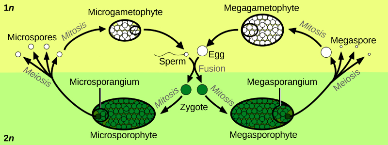  Illustration shows the life cycle of angiosperms, which includes a microgametophyte stage and a megagametophyte stage. The life cycle begins with the fusion of egg and sperm to form a zygote. The zygote undergoes mitosis, resulting in a male microsporophyte or a female megasporophyte. The microsporophyte has a cluster of cells called a microsporangium, and the megasporophyte has a cluster of cells called a megasporangium. Through meiosis, the microsporangium forms microspores, and the megasporangium forms megaspores. Both microspores and megaspores undergo mitosis, forming the microgametophyte and megagametophyte, respectively. Within the microgametophyte, the fusion of egg and sperm completes the cycle.