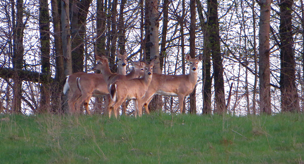 This is a photograph of a deer.