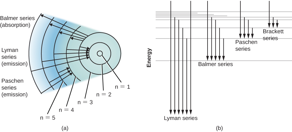 Energy-Level Diagram for Hydrogen and the Bohr Model for Hydrogen. The right hand side (a) of the figure shows the Bohr model with the Lyman, Balmer, and Paschen series illustrated. A small circle representing the nucleus is enclosed by a larger circle for orbit n=1, then another larger circle for n=2 and so on up to n=5. At the top of this diagram are 4 arrows starting at n=2, with one arrow going up to n=3, one to n=4 and one to n=5. As these arrows are moving away from the nucleus, they represent absorption of energy by the atom to move an electron up to each level. Next is the Lyman series, with arrows from each upper orbital pointing down to n=1. As these arrows are pointing toward the nucleus, energy is released from the atom as electrons “fall” from upper levels down to n=1. Finally, there is the Paschen series, with arrows from the upper levels all pointing down to n=3. Again, as these arrows point toward the nucleus, light is emitted as the electron moves closer to the nucleus. The left hand side (b) of the figure shows the movement of electrons from higher to lower energy levels, represented with arrows pointing downward. From left to right, Lyman series has the longest arrows, then Balmer series with arrows about half as long, then Paschen series with arrows about a fourth as long, then Bracket series with arrows about an eighth as long.