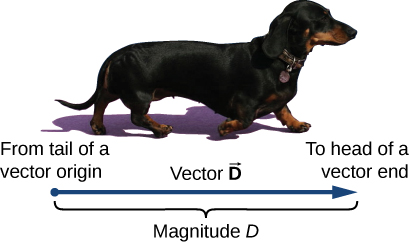 A photo of a dog. Below the photo is a horizontal arrow which starts below the dog’s tail and ends below the dog’s nose. The arrow is labeled Vector D, and its length is labeled as magnitude D. The start (tail) of the arrow is labeled “From rail of a vector origin” and its end (head) is labeled “To head of a vector end.”