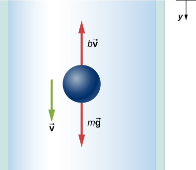 The free body diagram shows forces m times vector g pointing vertically down and b times vector v pointing vertically up. The velocity, vector v, is vertically down. The positive y direction is also vertically down.