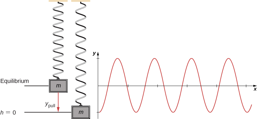 A vertical mass spring system is illustrated. The upper end of the spring is attached to the ceiling. A block of mass m is attached to the lower end.  The spring is drawn at two positions. On the left, the mass is in the equilibrium position. To  the right of this, the spring is drawn with the mass pulled down a distance y sub pull. This position of the mass is labeled as h equal to zero. A graph of y as a function of X is shown to the rightly the illustrations, with y equals zero aligned with the equilibrium position in the illustrations. The plot is sinusoidal, with the minimum y at x=0 and even with the lower mass position in the illustrations.