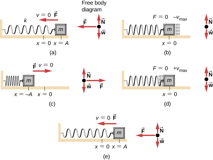 The motion and free body diagrams of a mass attached to a horizontal spring, spring constant k, at various points in its motion. In figure (a) the mass is displaced to a position x = A to the right of x =0 and released from rest (v=0.) The spring is stretched. The force on the mass is to the left. The free body diagram has weight w down, the normal force N up and equal to the weight, and the force F to the left. (b) The mass is at x = 0 and moving in the negative x-direction with velocity – v sub max. The spring is relaxed. The Force on the mass is zero. The free body diagram has weight w down, the normal force N up and equal to the weight. (c) The mass is at minus A, to the left of x = 0 and is at rest (v =0.) The spring is compressed. The force F is to the right. The free body diagram has weight w down, the normal force N up and equal to the weight, and the force F to the right. (d) The mass is at x = 0 and moving in the positive x-direction with velocity plus v sub max. The spring is relaxed. The Force on the mass is zero. The free body diagram has weight w down, the normal force N up and equal to the weight. (e) the mass is again at x = A to the right of x =0 and at rest (v=0.) The spring is stretched. The force on the mass is to the left. The free body diagram has weight w down, the normal force N up and equal to the weight, and the force F to the left.