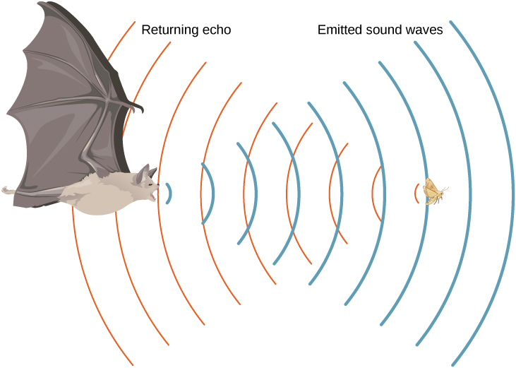 Picture is a drawing of a flying bat that emits sound waves. Waves are reflected from the flying insect and are returned to the bat.