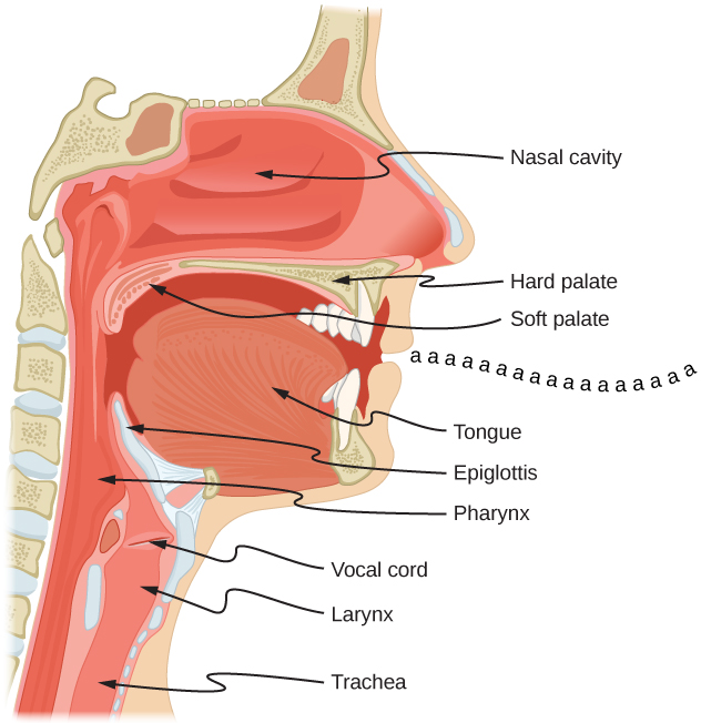 Picture is a schematic diagram of the mouth and a throat system. Air travels from trachea to the larynx, pharynx, and mouth. Vocal cord is located between larynx and pharynx. Epiglottis is located above pharynx. Tongue is located in the mouth. Soft palate tops the mouth. Hard palate separates mouth from the nasal cavity.