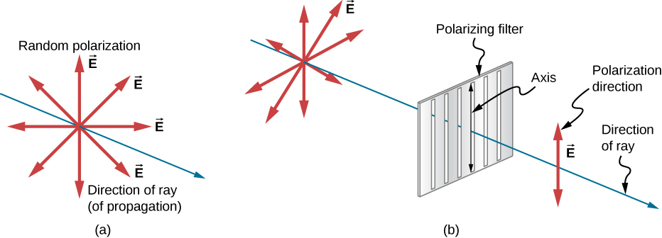 Figure a shows a slender blue arrow pointing out of the page and to the right that is labeled direction of ray. Eight red arrows emanate from a point on the ray and are labeled as vectors E. These arrows are all in a plane perpendicular to the ray and are uniformly distributed around the ray. They are labeled as representing a random polarization. In figure b, a similar but longer ray is shown with the same red arrows emanating from a point near the left end of the ray. Farther to the right on the same ray is a thin rectangle with six equally spaced vertical slits. This rectangle is labeled polarizing filter. A vertical double headed arrow on its surface is labeled axis. To the right of the filter, centered on the ray, is a single blue double headed arrow oriented vertically that is labeled E and direction of polarization.