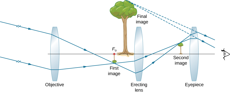 Parallel rays at an angle to the optical axis enter a bi-convex objective lens and converge on the other side to form a tiny, inverted image of a tree at the focal point of the objective. From here, the rays pass through another bi-convex lens labeled erecting lens and converge on the other side to form a small upright image of the tree. From here, the rays pass through a bi-convex eyepiece and enter the eye. The back extensions of these converge to form an enlarged upright image of the tree labeled final image. This lies between the first image and the erecting lens.