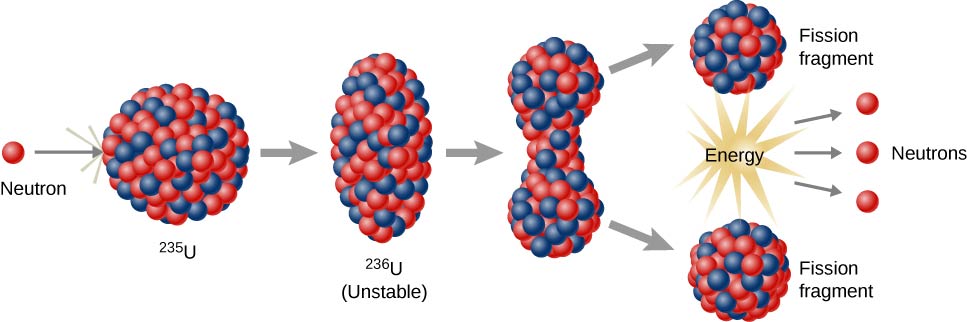 The process of fission is shown in stages. A neutron strikes the circular nucleus of 235 U. The nucleus becomes oval shaped, labeled 236 U, unstable. Next, it develops the beginnings of a fissure in the middle. It then splits into two nuclei, each labeled fission fragment. This last stage also releases energy and neutrons.