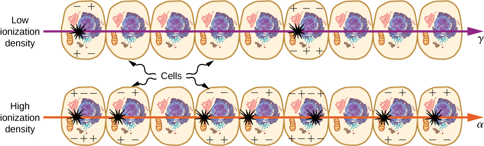 Two rows of nine cells each are shown. A gamma ray of low ionization density passes through the upper row. Two cells are damaged. An alpha ray of high ionization density passes through the lower row. Five cells are damaged.