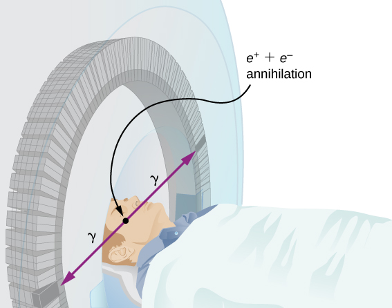 The figure of a person lying with his head within a circular chamber. Two rays labeled gamma radiate outwards from his head. Their point of origin is labeled e positive plus e negative annihilation.