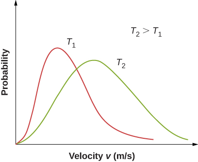 Two distributions of probability versus velocity v in meters per second at two different temperatures, T one and T two, are plotted on the same graph. Temperature two is greater than Temperature one. The distribution for T two has a broader peak with a maximum at a higher velocity and lower probability than the distribution for Temperature one.